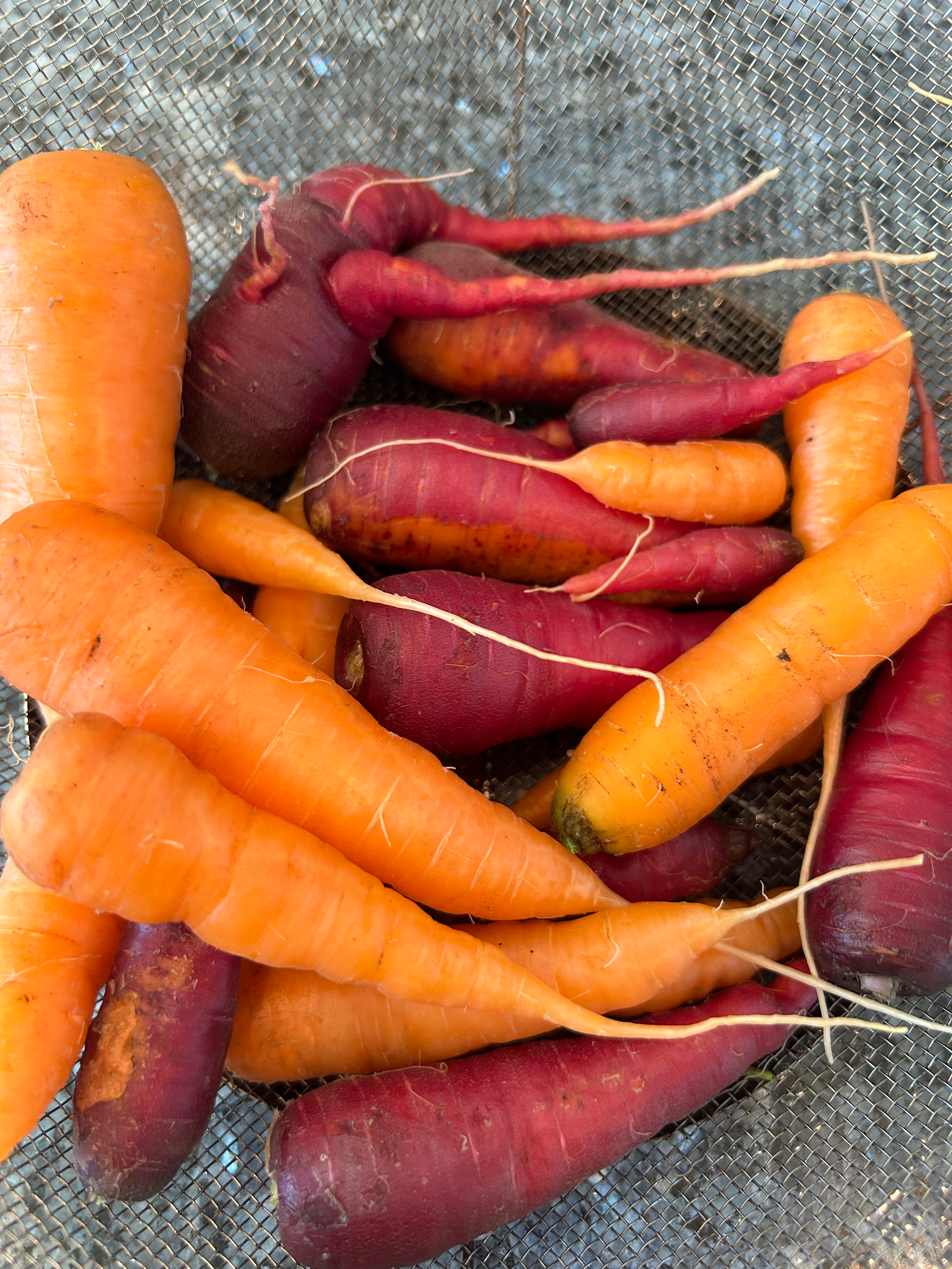 Carrot Pasta Sauce – SWEET POPPY HOMESTEAD